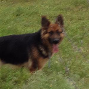 Unknown Breed