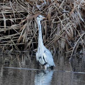 Grey Heron