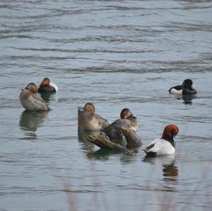 Common Pochard