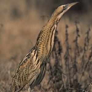 Great Bittern