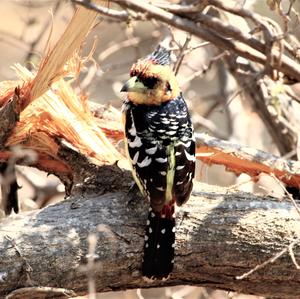 Haubenbartvogel