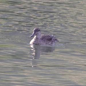 Common Teal