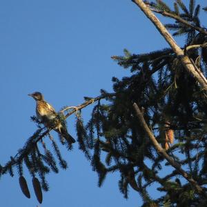 Fieldfare