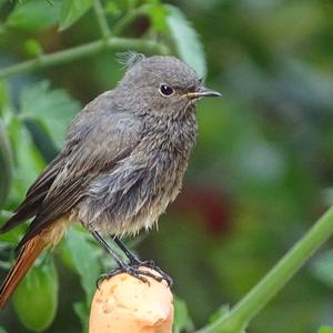 Black Redstart