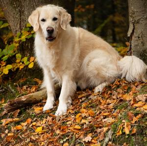 Retriever (Golden)