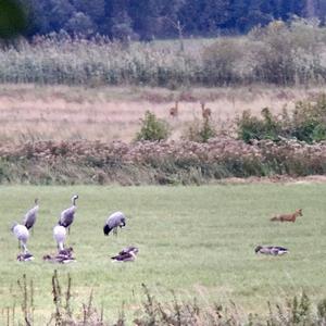 Common Crane