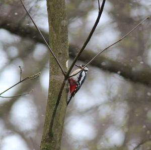 Great Spotted Woodpecker