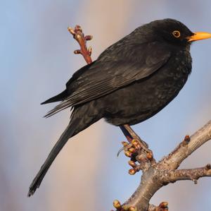 Eurasian Blackbird