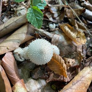 Gem-studded Puffball