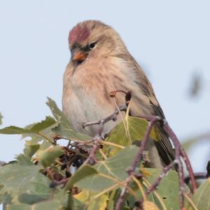 Common Redpoll