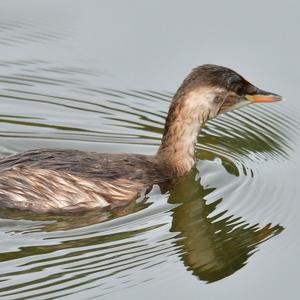 Little Grebe