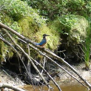 Common Kingfisher