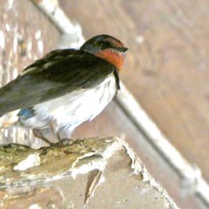 Barn Swallow