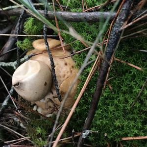 Collared Earthstar