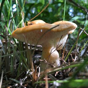 Hedgehog Fungus, Common