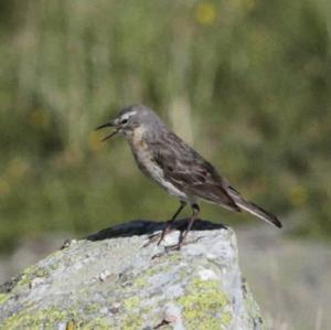 Water Pipit