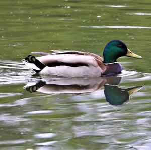 Mallard