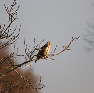 Mäusebussard