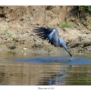 Common Wood-pigeon