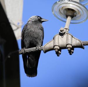 Eurasian Jackdaw