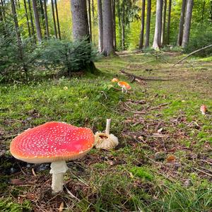 Fly Agaric