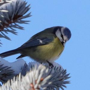 Blue Tit