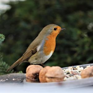 European Robin