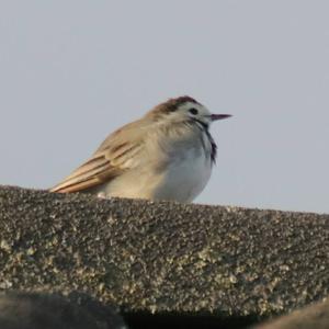 White Wagtail