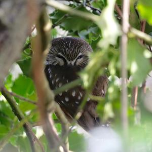 Northern Saw-whet Owl