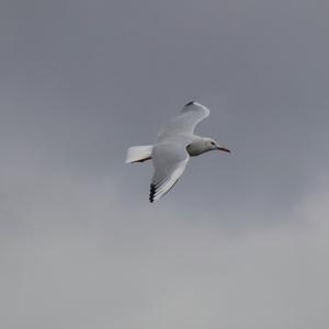 Slender-billed Gull