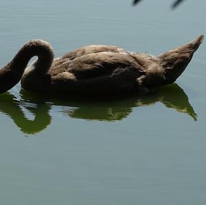 Mute Swan