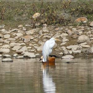 Great Egret