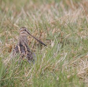 Common Snipe