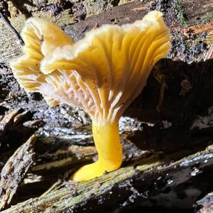 Trumpet Chanterelle