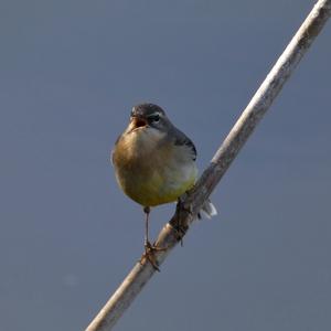 Grey Wagtail