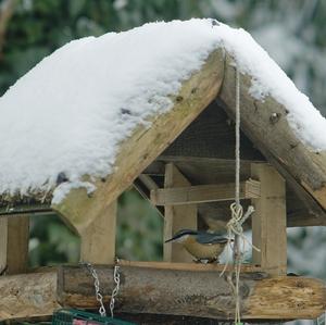 Wood Nuthatch