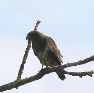 Common Buzzard