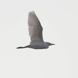 Cattle Egret