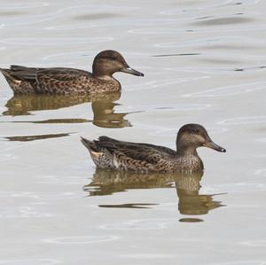 Common Teal