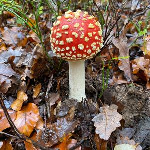 Fly Agaric