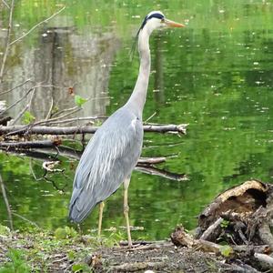 Grey Heron