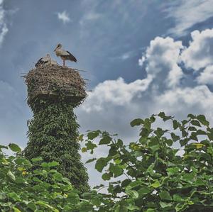 White Stork