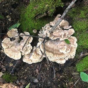 Black-staining Polypore