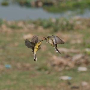 Yellow Wagtail