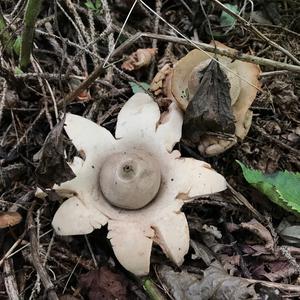 Collared Earthstar