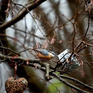 Wood Nuthatch