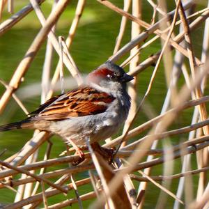 House Sparrow