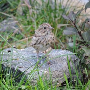 Song Sparrow