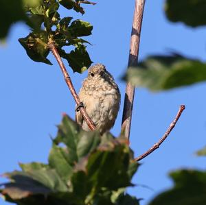 Common Redstart