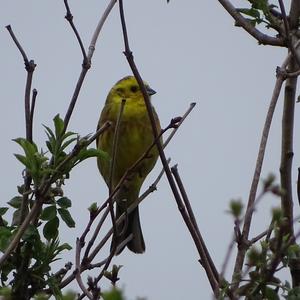 Yellowhammer